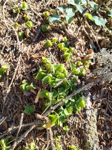 European wood-sorrel