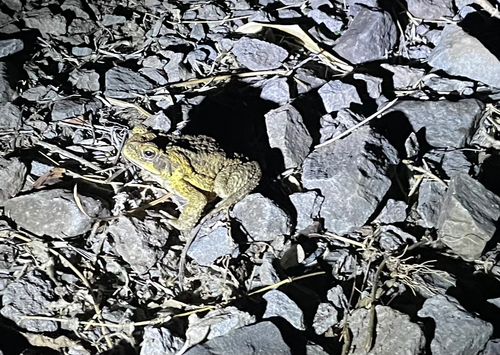 Rhinella marina observed 2026-10-12