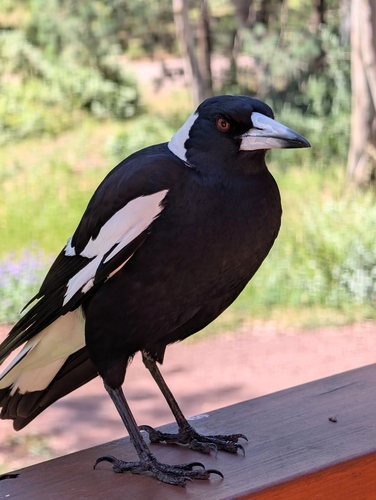 Australian Magpie