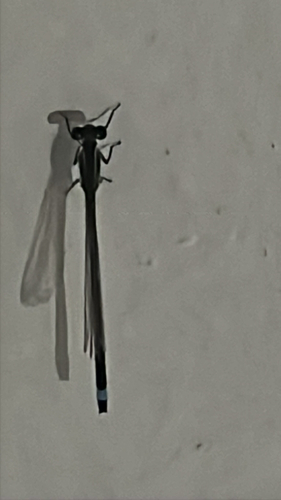 Rambur's Forktail