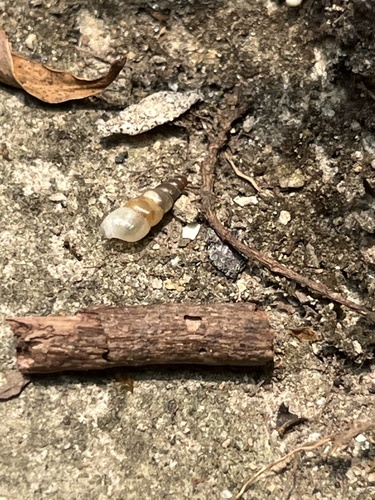 Subulina octona observed 2026-10-13