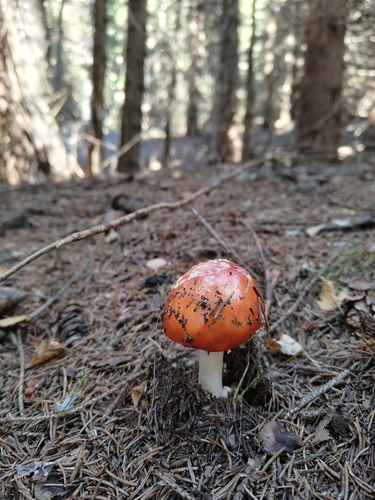 Fly Agaric