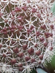 Allium karataviense