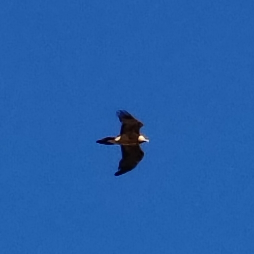 Eurasian Bearded Vulture