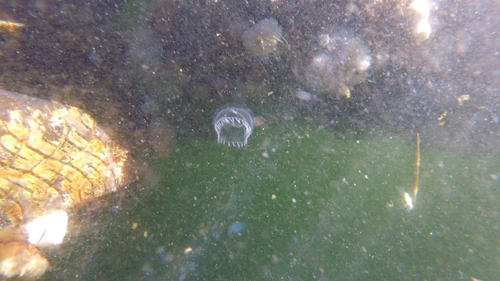 Victoria's Crystal Jelly