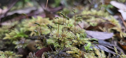 Hypnodendron vitiense observed 2026-10-13