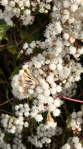 Ageratina riparia observed 2026-10-12