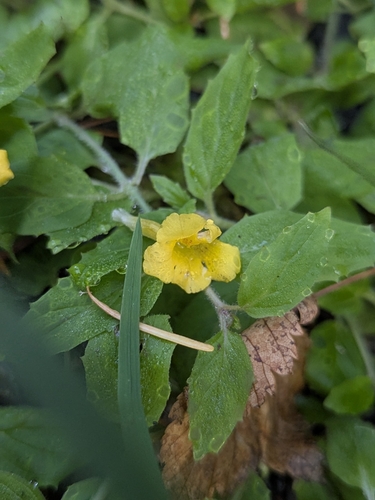 Ptilota observed 2026-10-12