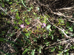 Spergularia macrotheca