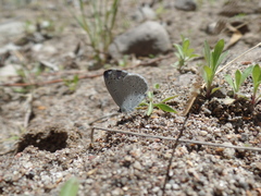 Celastrina echo cinerea