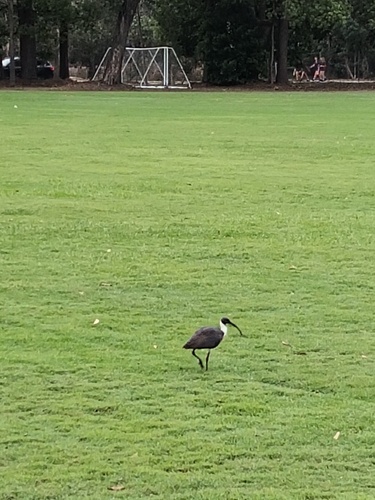 Straw-necked Ibis