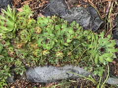 Sempervivum tectorum