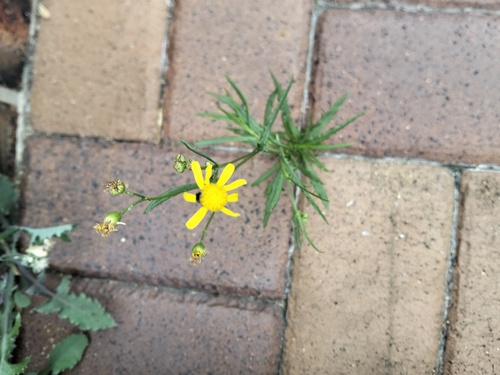 Madagascar Ragwort