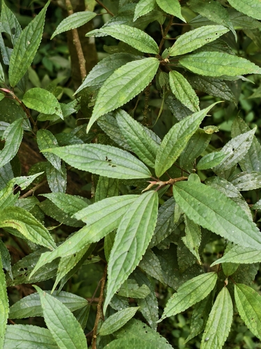 Oreocnide pedunculata observed 2026-10-13