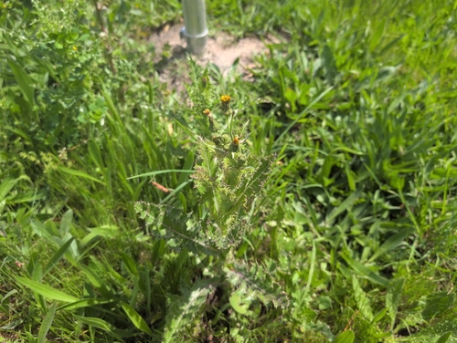 prickly sowthistle
