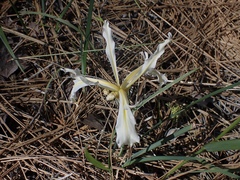 Iris hartwegii pinetorum