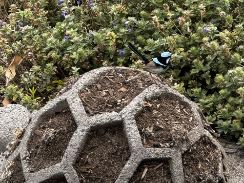 Superb Fairywren