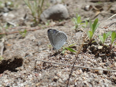 Celastrina echo cinerea