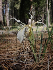 Iris hartwegii pinetorum
