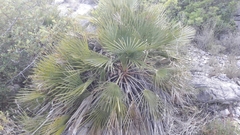 Chamaerops humilis