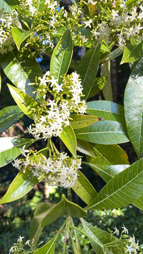Alstonia costata observed 2026-10-13