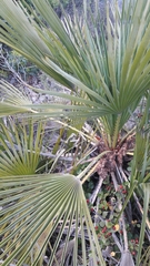 Chamaerops humilis