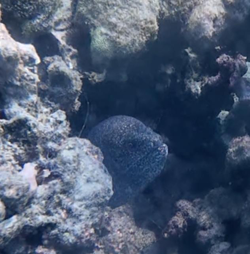 Gymnothorax pictus observed 2026-10-12