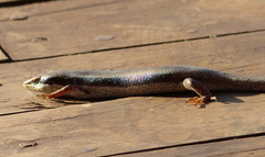 Trachylepis planifrons