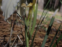 Iris hartwegii pinetorum