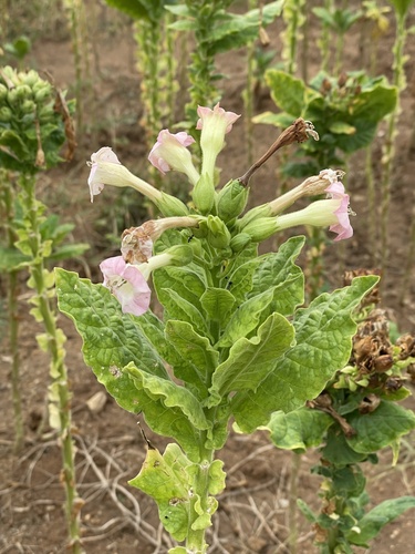 Nicotiana tabacum observed 2026-10-12