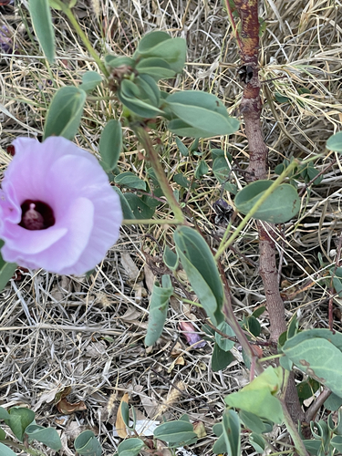 Gossypium sturtianum observed 2026-10-01