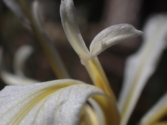 Iris hartwegii pinetorum