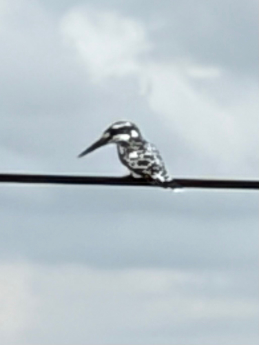 Pied Kingfisher