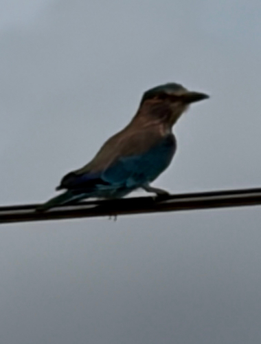 Indian Roller