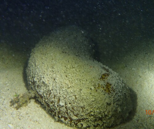 Bohadschia vitiensis observed 2026-10-11