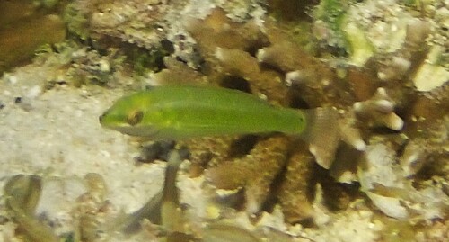 Halichoeres chloropterus observed 2026-10-11