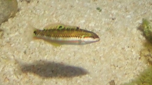 Thalassoma quinquevittatum observed 2026-10-11