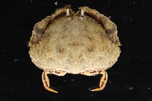 Calappa hepatica observed 2026-10-13