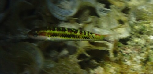Thalassoma quinquevittatum observed 2026-10-11