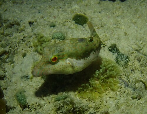 Canthigaster bennetti observed 2026-10-11