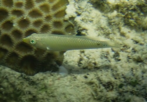 Halichoeres trimaculatus observed 2026-10-11