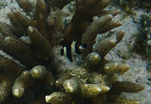 Dascyllus melanurus observed 2026-10-11