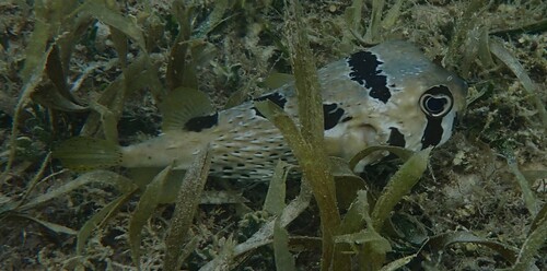 Diodon liturosus observed 2026-10-11