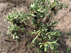 Grindelia stricta angustifolia