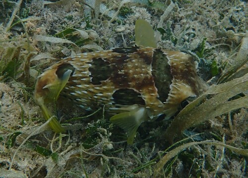 Diodon liturosus observed 2026-10-11