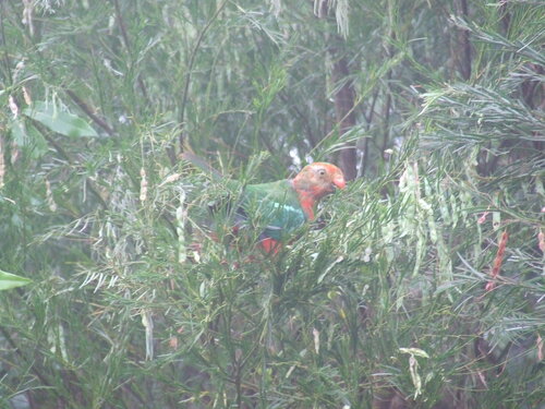 Australian King Parrot