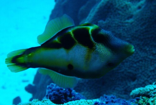 Paraluteres prionurus observed 2026-10-11