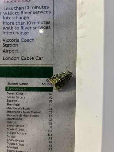 Merveille du Jour