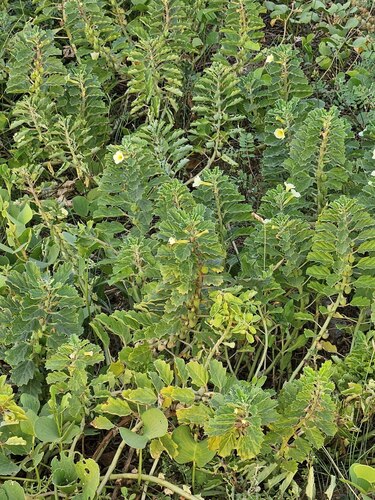 Pedalium murex observed 2026-10-13