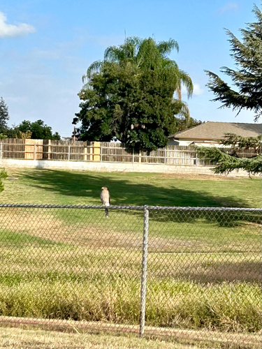 Cooper's Hawk